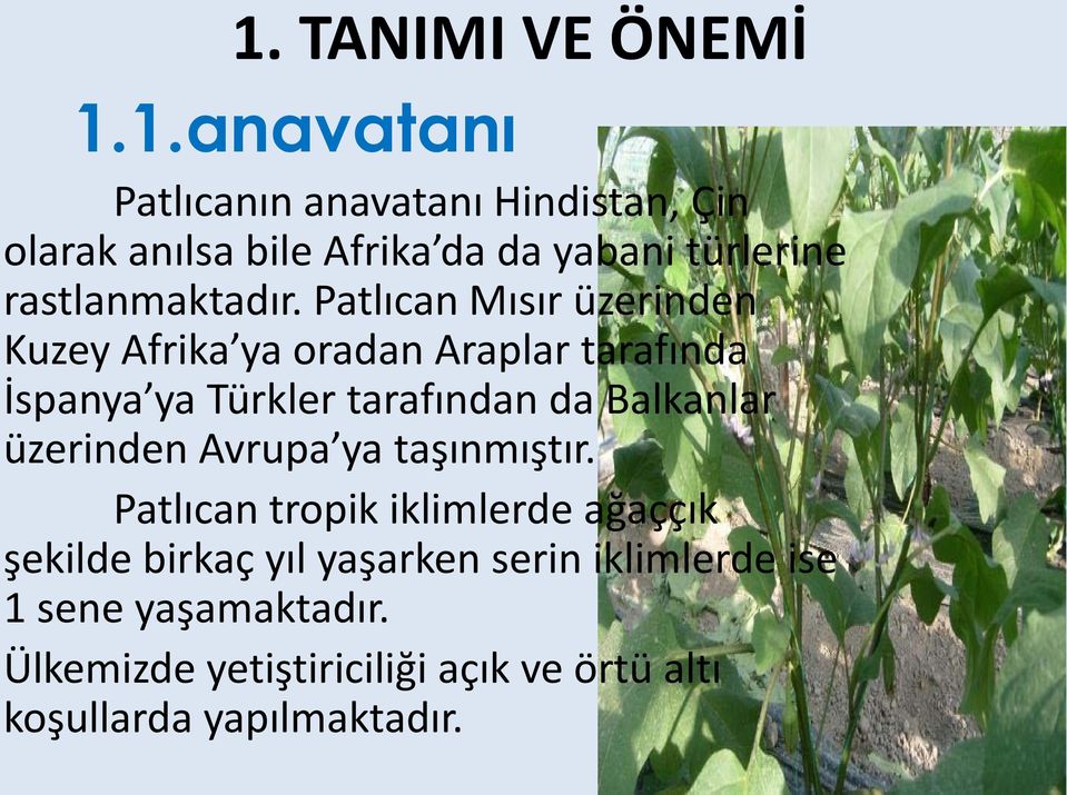 üzerinden Avrupa ya taşınmıştır.