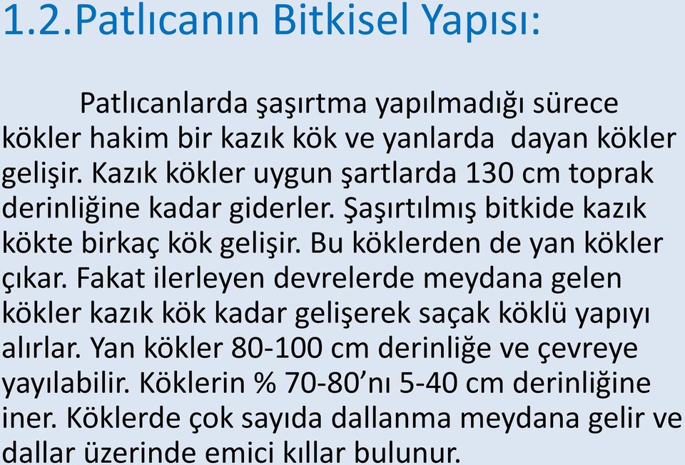 Bu köklerden de yan kökler çıkar. Fakat ilerleyen devrelerde meydana gelen kökler kazık kök kadar gelişerek saçak köklü yapıyı alırlar.