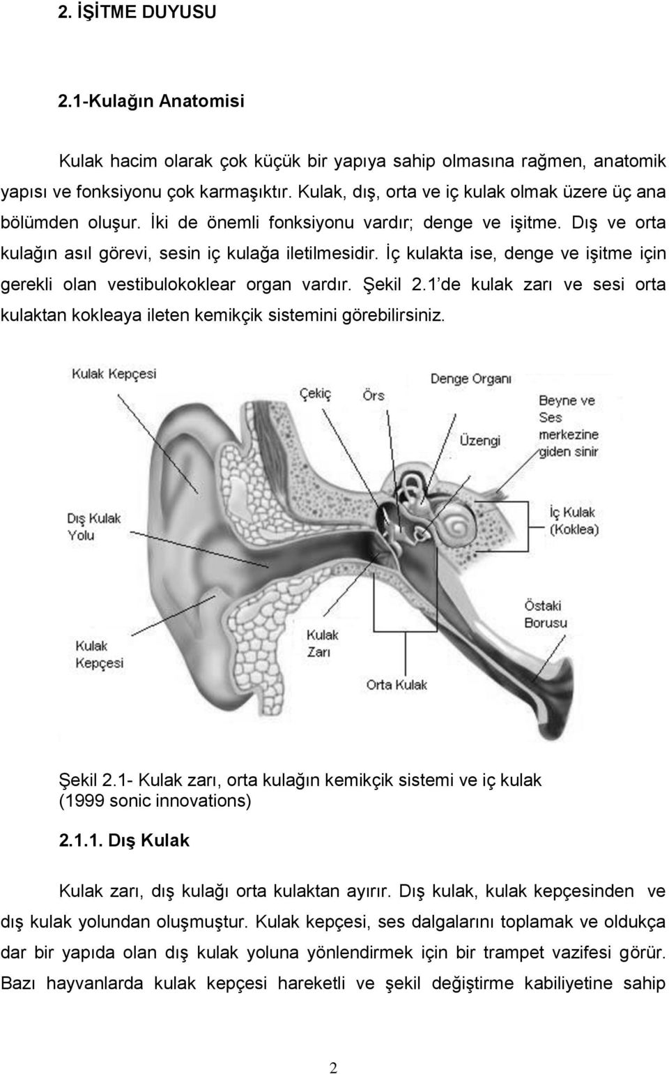 İç kulakta ise, denge ve işitme için gerekli olan vestibulokoklear organ vardır. Şekil 2.1 de kulak zarı ve sesi orta kulaktan kokleaya ileten kemikçik sistemini görebilirsiniz. Şekil 2.1- Kulak zarı, orta kulağın kemikçik sistemi ve iç kulak (1999 sonic innovations) 2.
