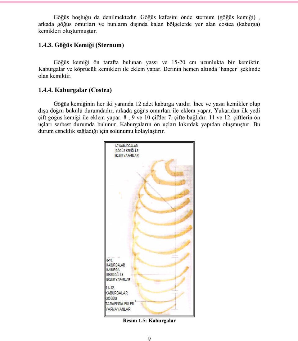 1.4.4. Kaburgalar (Costea) Göğüs kemiğinin her iki yanında 12 adet kaburga vardır. İnce ve yassı kemikler olup dışa doğru bükülü durumdadır, arkada göğüs omurları ile eklem yapar.