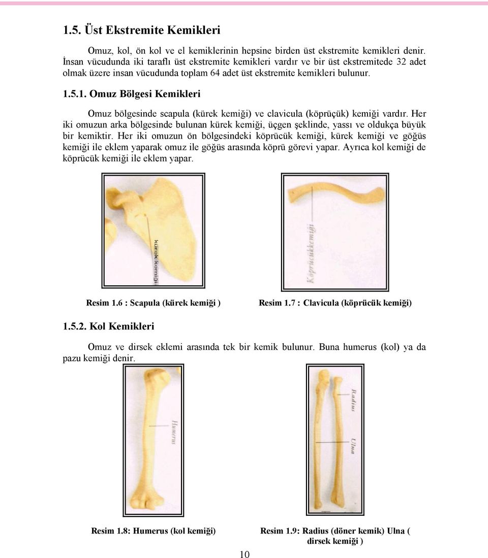 5.1. Omuz Bölgesi Kemikleri Omuz bölgesinde scapula (kürek kemiği) ve clavicula (köprüçük) kemiği vardır.