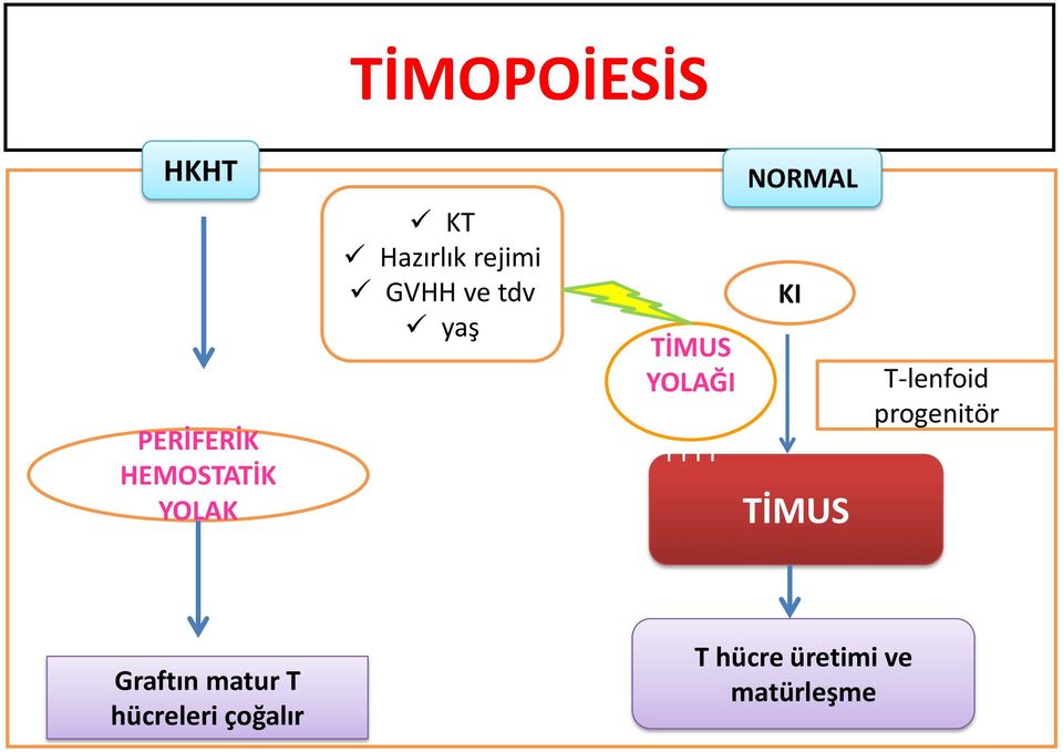 TİMUST TTTT NORMAL KI TİMUS T-lenfoid progenitör