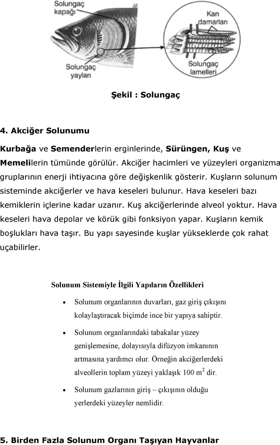 Hava keseleri bazı kemiklerin içlerine kadar uzanır. Kuş akciğerlerinde alveol yoktur. Hava keseleri hava depolar ve körük gibi fonksiyon yapar. Kuşların kemik boşlukları hava taşır.