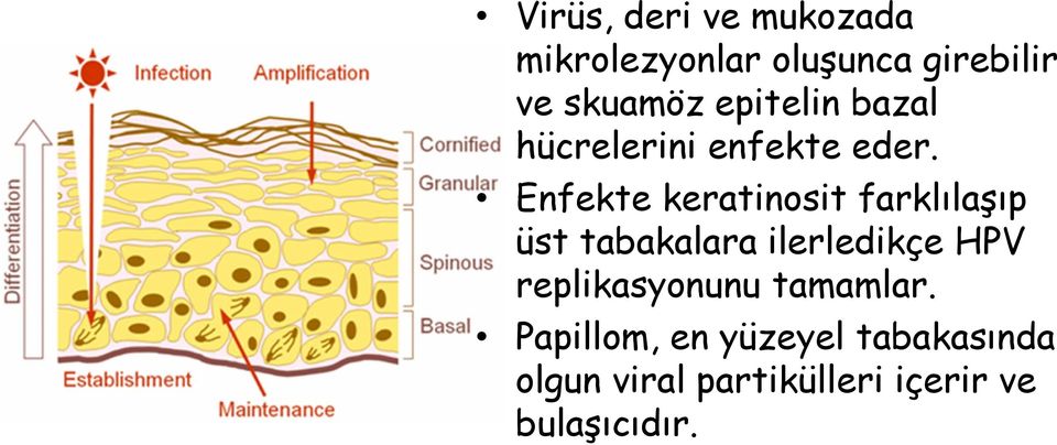 Enfekte keratinosit farklılaşıp üst tabakalara ilerledikçe HPV