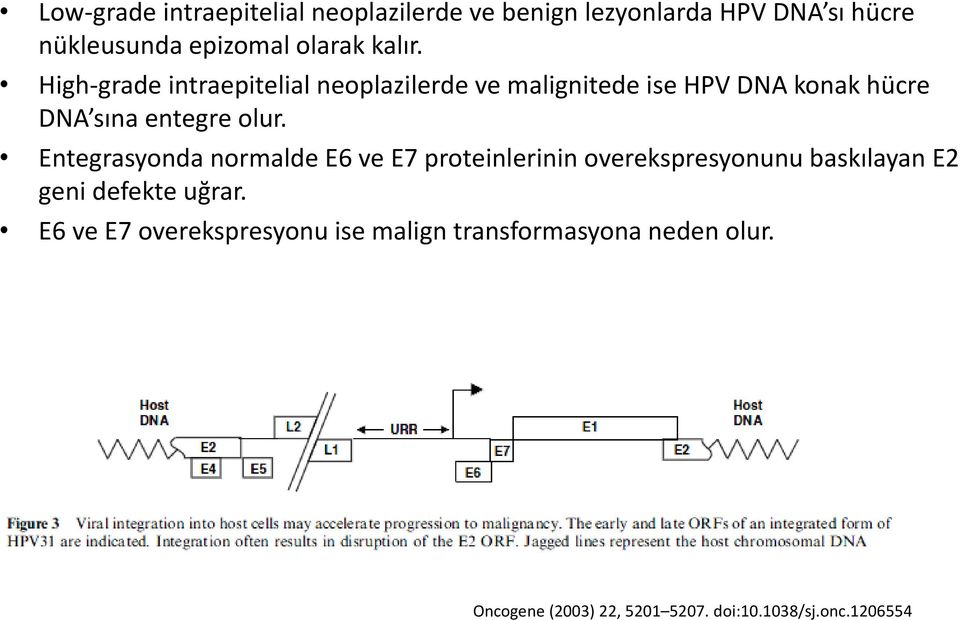 Entegrasyonda normalde E6 ve E7 proteinlerinin overekspresyonunu baskılayan E2 geni defekte uğrar.