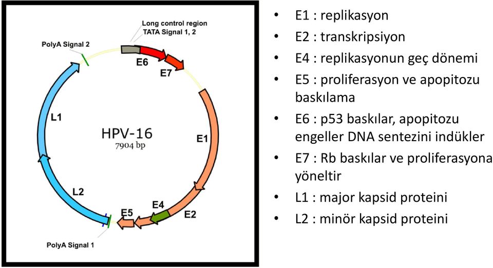 apopitozu engeller DNA sentezini indükler E7 : Rb baskılar ve