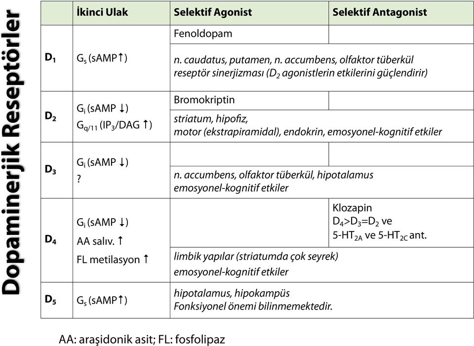 (ekstrapiramidal), endokrin, emosyonel-kognitif etkiler G i (samp ) D 3? n. accumbens, olfaktor tüberkül, hipotalamus emosyonel-kognitif etkiler D 4 G i (samp ) AA salıv.
