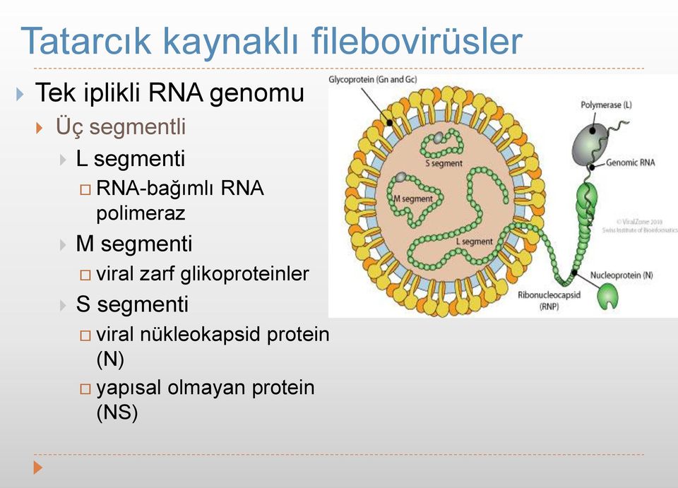 polimeraz M segmenti viral zarf glikoproteinler S