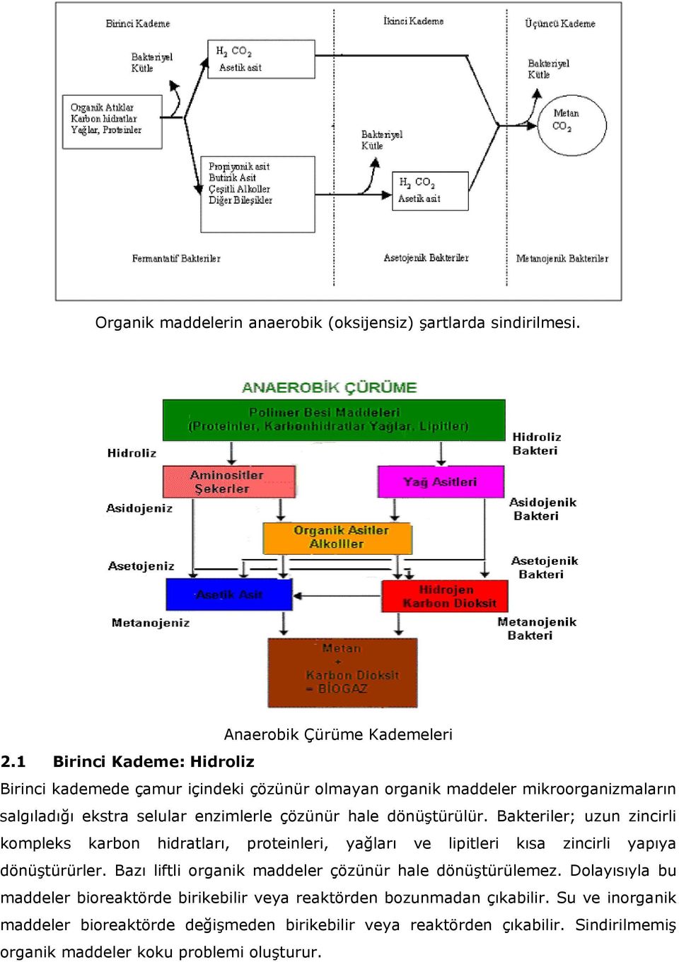 dönüştürülür. Bakteriler; uzun zincirli kompleks karbon hidratları, proteinleri, yağları ve lipitleri kısa zincirli yapıya dönüştürürler.