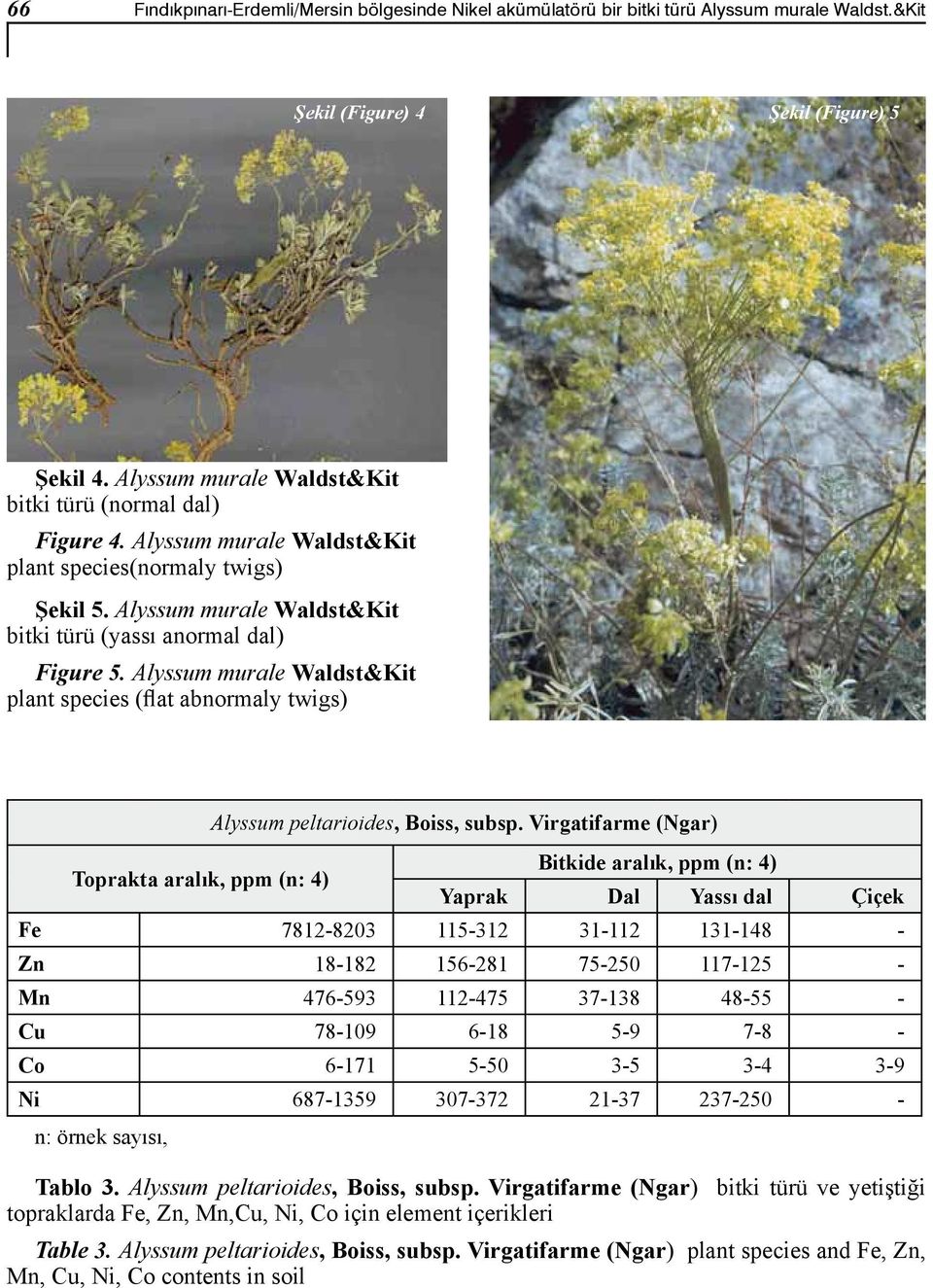 Alyssum murale Waldst&Kit plant species (flat abnormaly twigs) Toprakta aralık, ppm (n: 4) Alyssum peltarioides, Boiss, subsp.