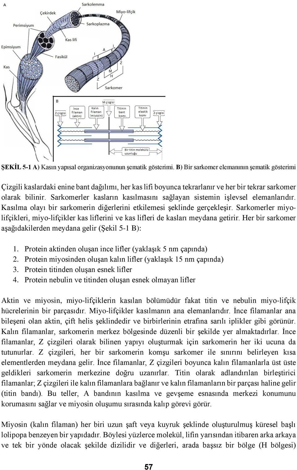 Sarkomerler kasların kasılmasını sağlayan sistemin işlevsel elemanlarıdır. Kasılma olayı bir sarkomerin diğerlerini etkilemesi şeklinde gerçekleşir.