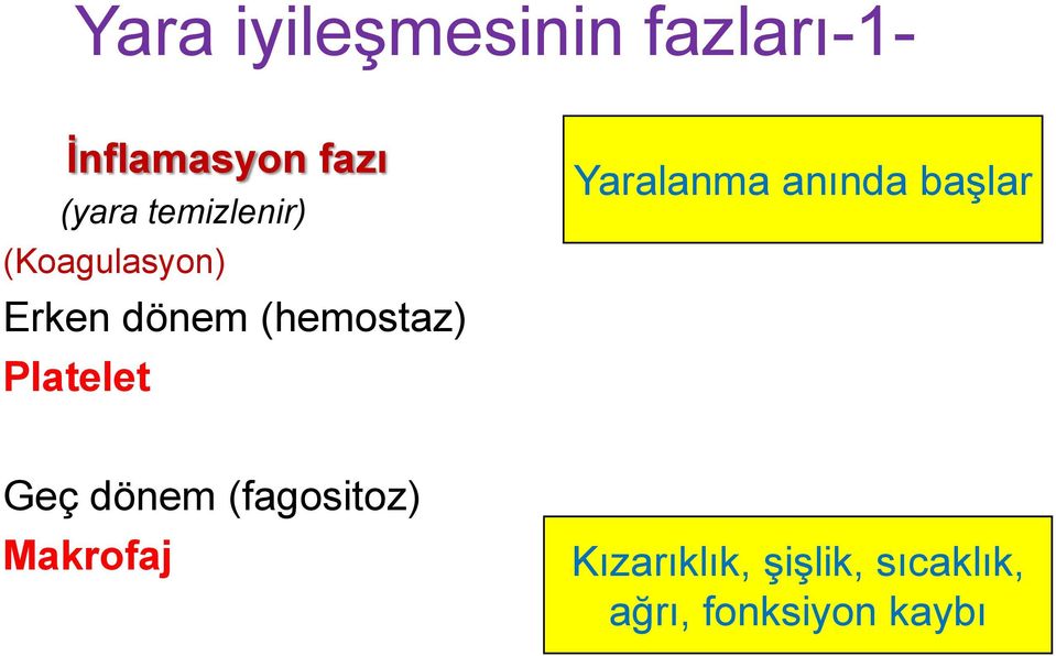 Platelet Yaralanma anında başlar Geç dönem (fagositoz)