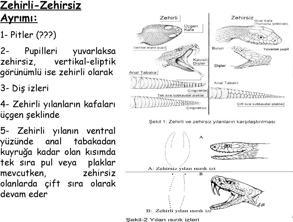 Diş izleri 4- Zehirli yılanların kafaları üçgen şeklinde 5- Zehirli yılanın ventral