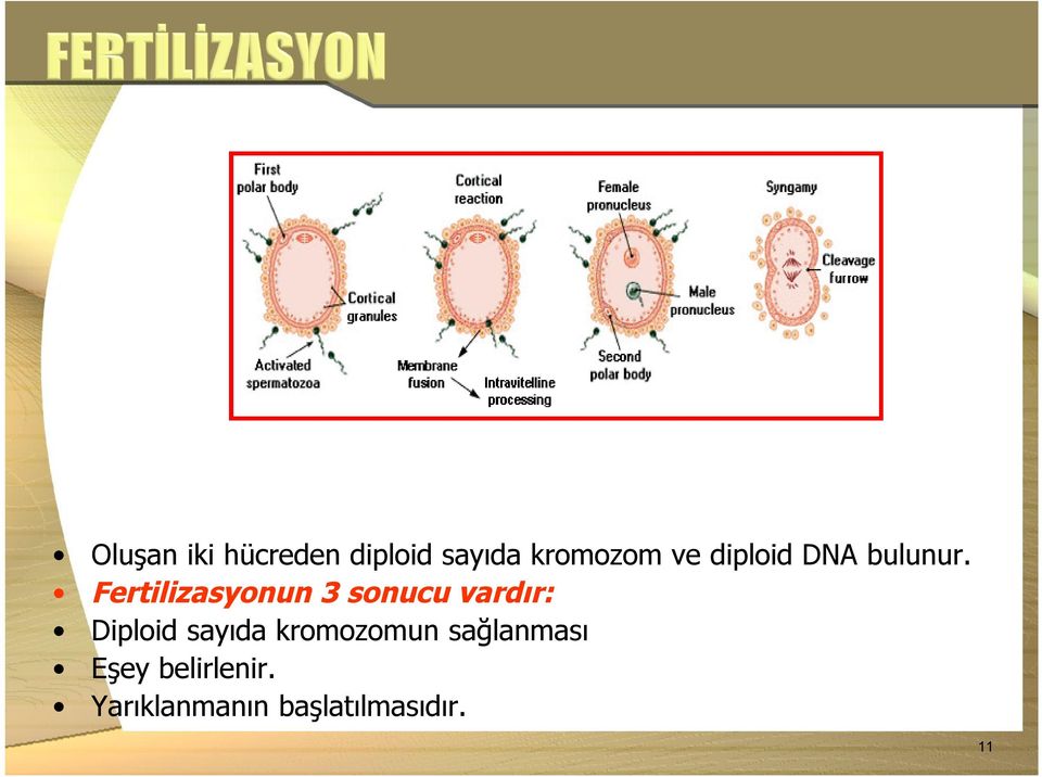 Fertilizasyonun 3 sonucu vardır: Diploid