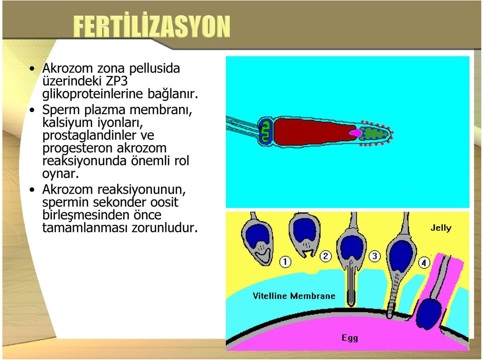 progesteron akrozom reaksiyonunda önemli rol oynar.