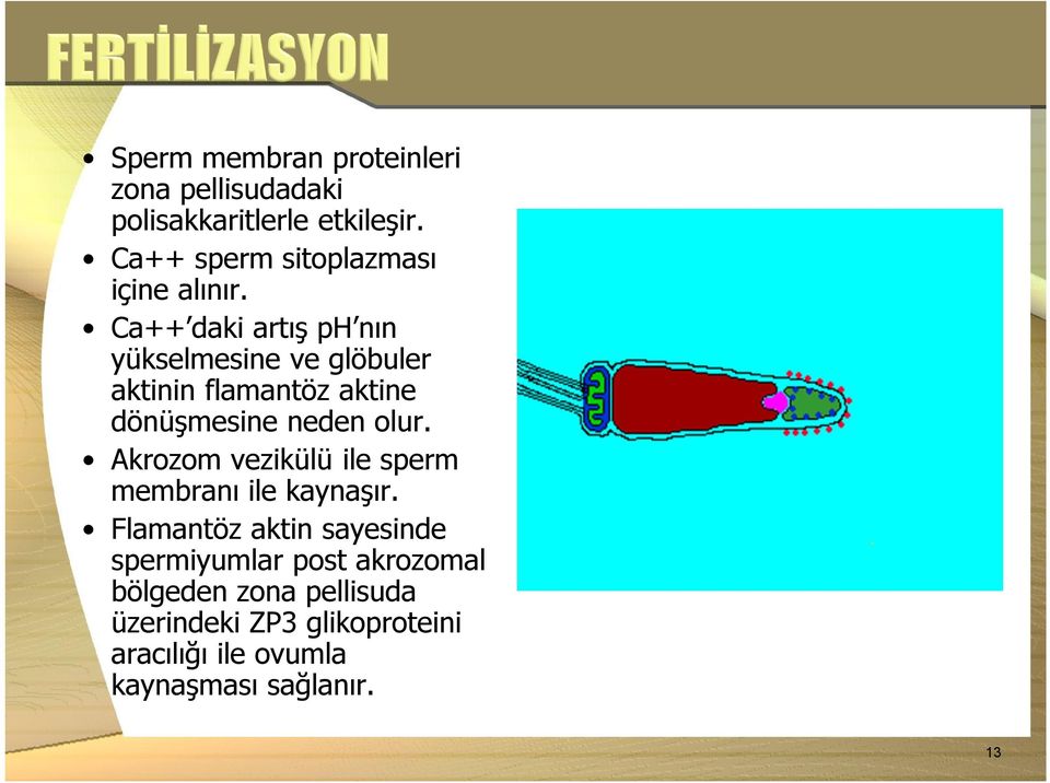 Ca++ daki artış ph nın yükselmesine ve glöbuler aktinin flamantöz aktine dönüşmesine neden olur.