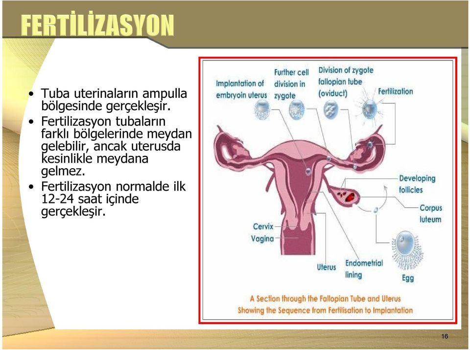 gelebilir, ancak uterusda kesinlikle meydana gelmez.