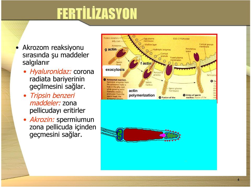 sağlar.