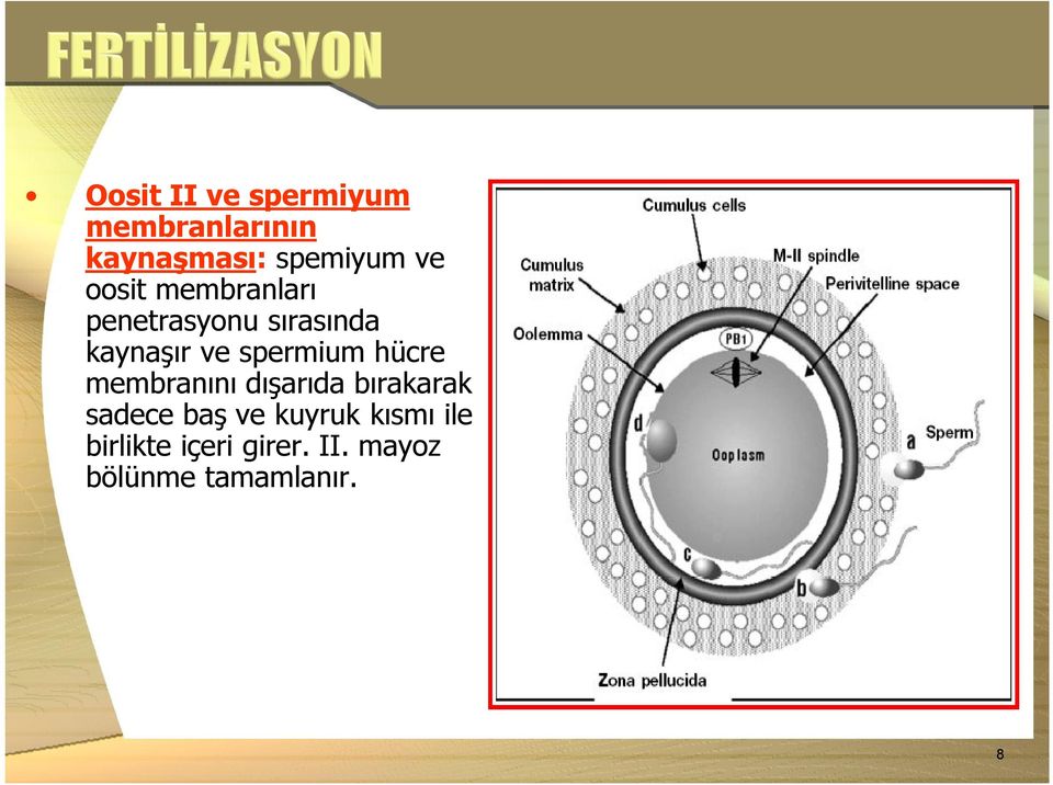 spermium hücre membranını dışarıda bırakarak sadece baş ve