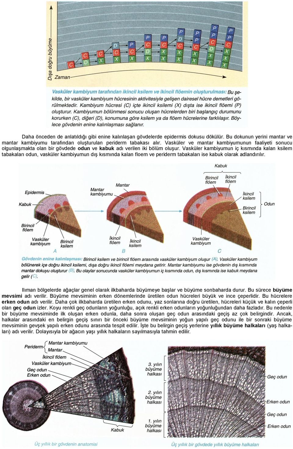 Vasküler kambiyumun iç kısmında kalan ksilem tabakaları odun, vasküler kambiyumun dış kısmında kalan floem ve periderm tabakaları ise kabuk olarak adlandırılır.