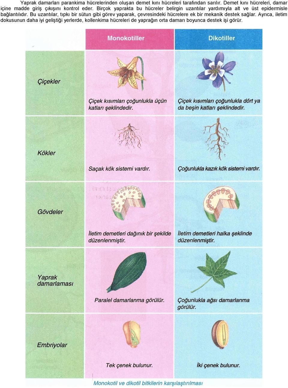 Birçok yaprakta bu hücreler belirgin uzantılar yardımıyla alt ve üst epidermisle bağlantılıdır.