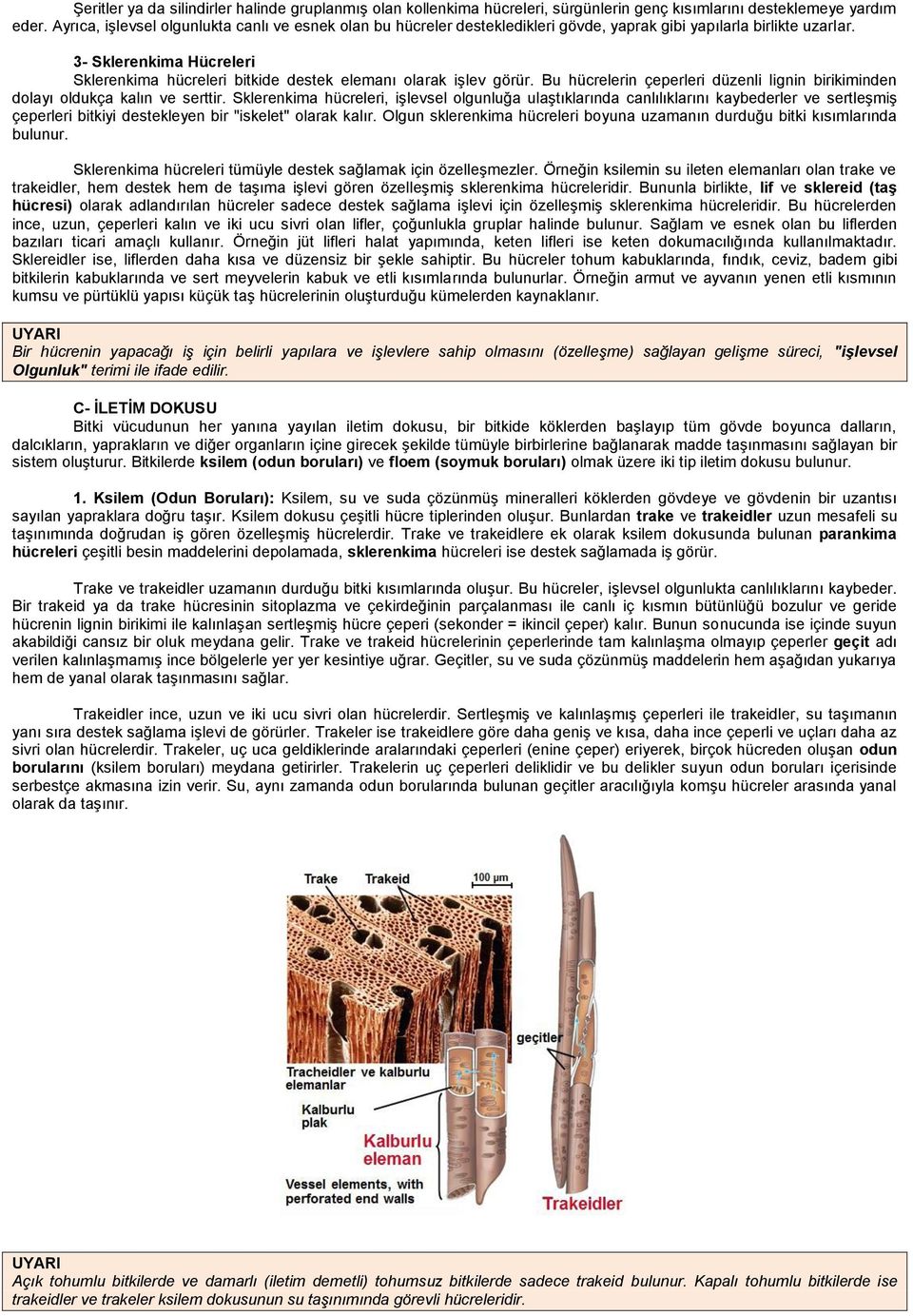 3- Sklerenkima Hücreleri Sklerenkima hücreleri bitkide destek elemanı olarak işlev görür. Bu hücrelerin çeperleri düzenli lignin birikiminden dolayı oldukça kalın ve serttir.