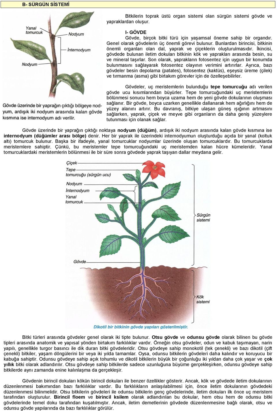 İkincisi, gövdede bulunan iletim dokuları bitkinin kök ve yaprakları arasında besin, su ve mineral taşırlar.