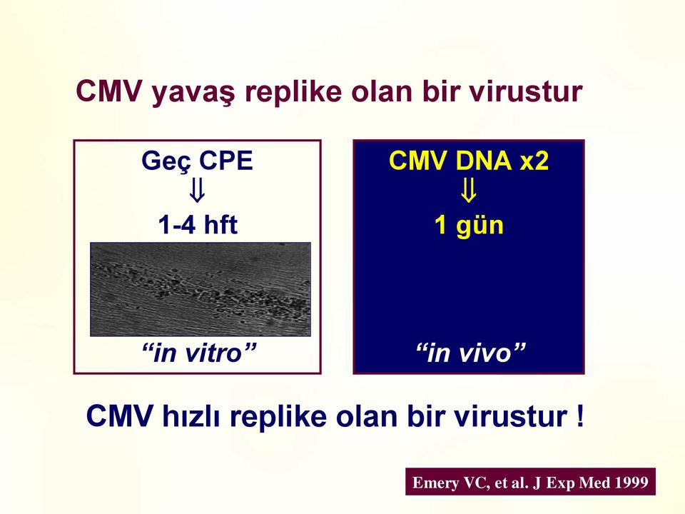 vitro in vivo CMV hızlı replike olan