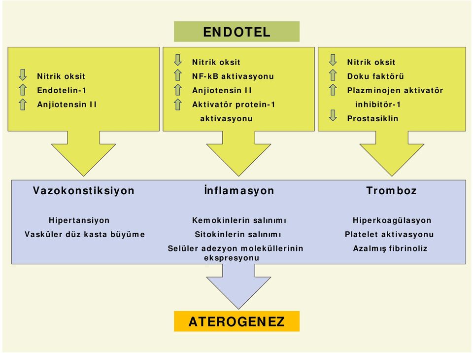 Vazokonstiksiyon İnflamasyon Tromboz Hipertansiyon Kemokinlerin salınımı Hiperkoagülasyon Vasküler düz
