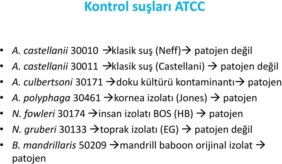 culbertsoni 30171 doku kültürü kontaminantı patojen A.