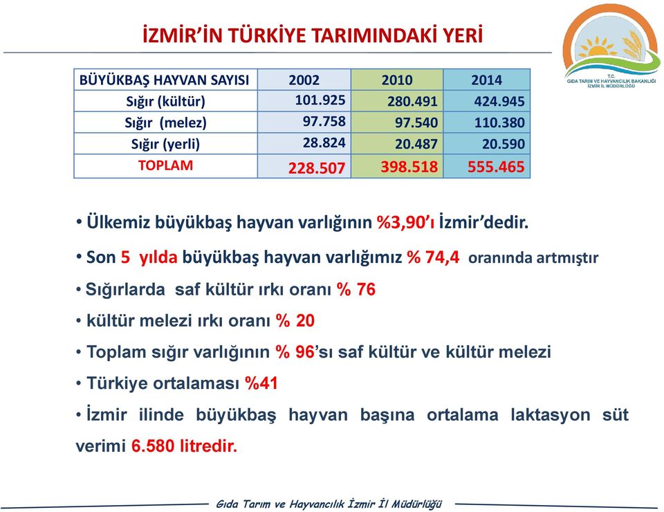 Son 5 yılda büyükbaş hayvan varlığımız % 74,4 oranında artmıştır Sığırlarda saf kültür ırkı oranı % 76 kültür melezi ırkı oranı % 20 Toplam