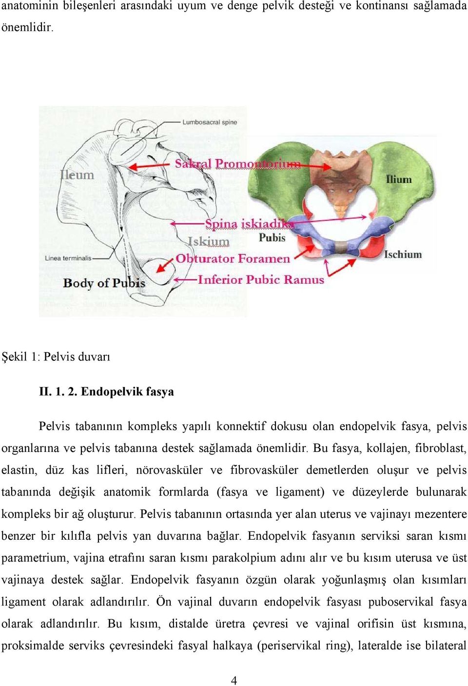 Bu fasya, kollajen, fibroblast, elastin, düz kas lifleri, nörovasküler ve fibrovasküler demetlerden oluşur ve pelvis tabanında değişik anatomik formlarda (fasya ve ligament) ve düzeylerde bulunarak