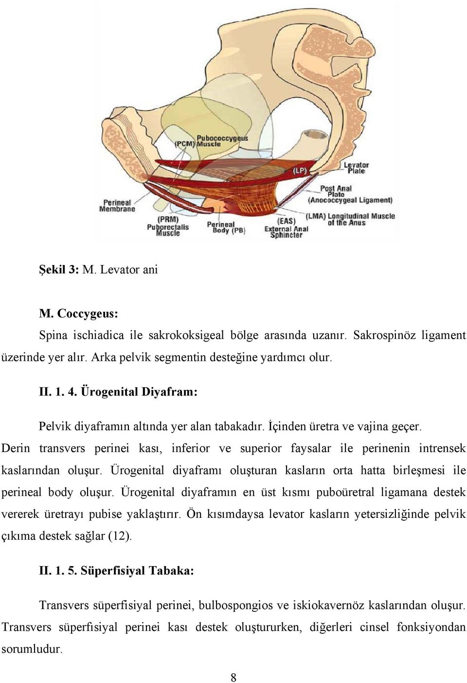 Derin transvers perinei kası, inferior ve superior faysalar ile perinenin intrensek kaslarından oluşur. Ürogenital diyaframı oluşturan kasların orta hatta birleşmesi ile perineal body oluşur.