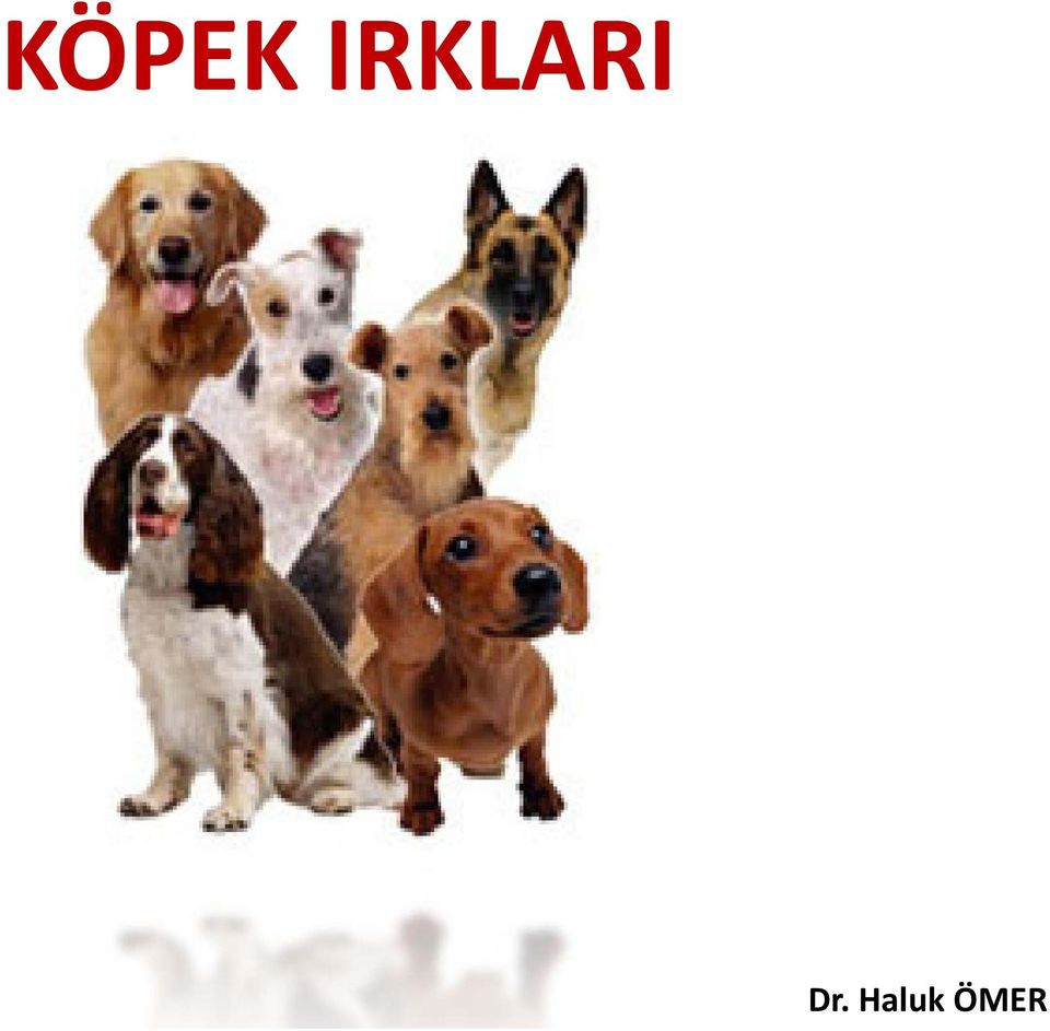 Dr. Haluk