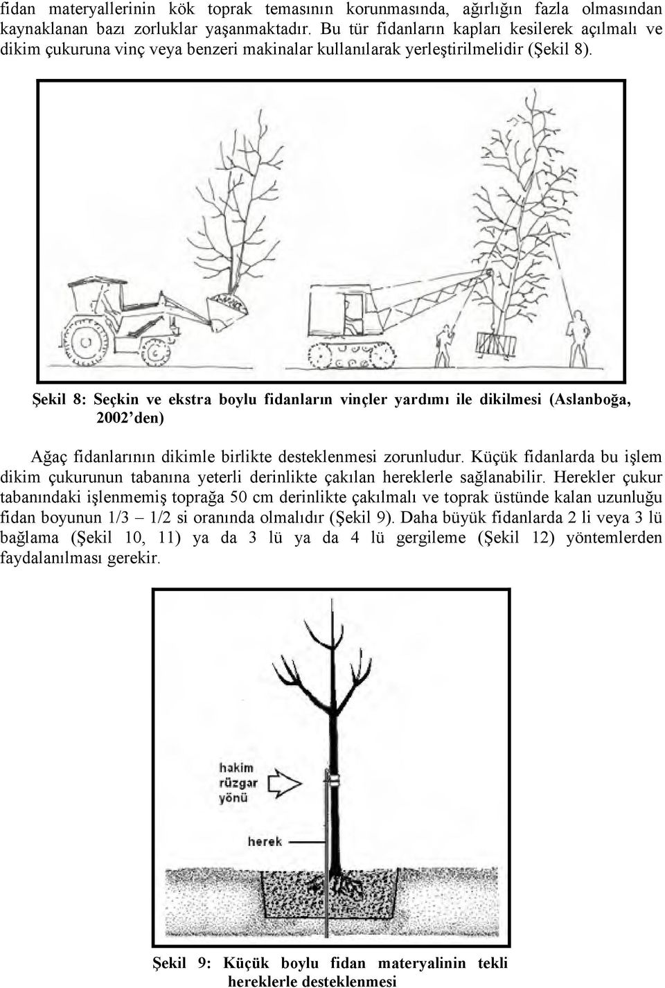 Şekil 8: Seçkin ve ekstra boylu fidanların vinçler yardımı ile dikilmesi (Aslanboğa, 2002 den) Ağaç fidanlarının dikimle birlikte desteklenmesi zorunludur.
