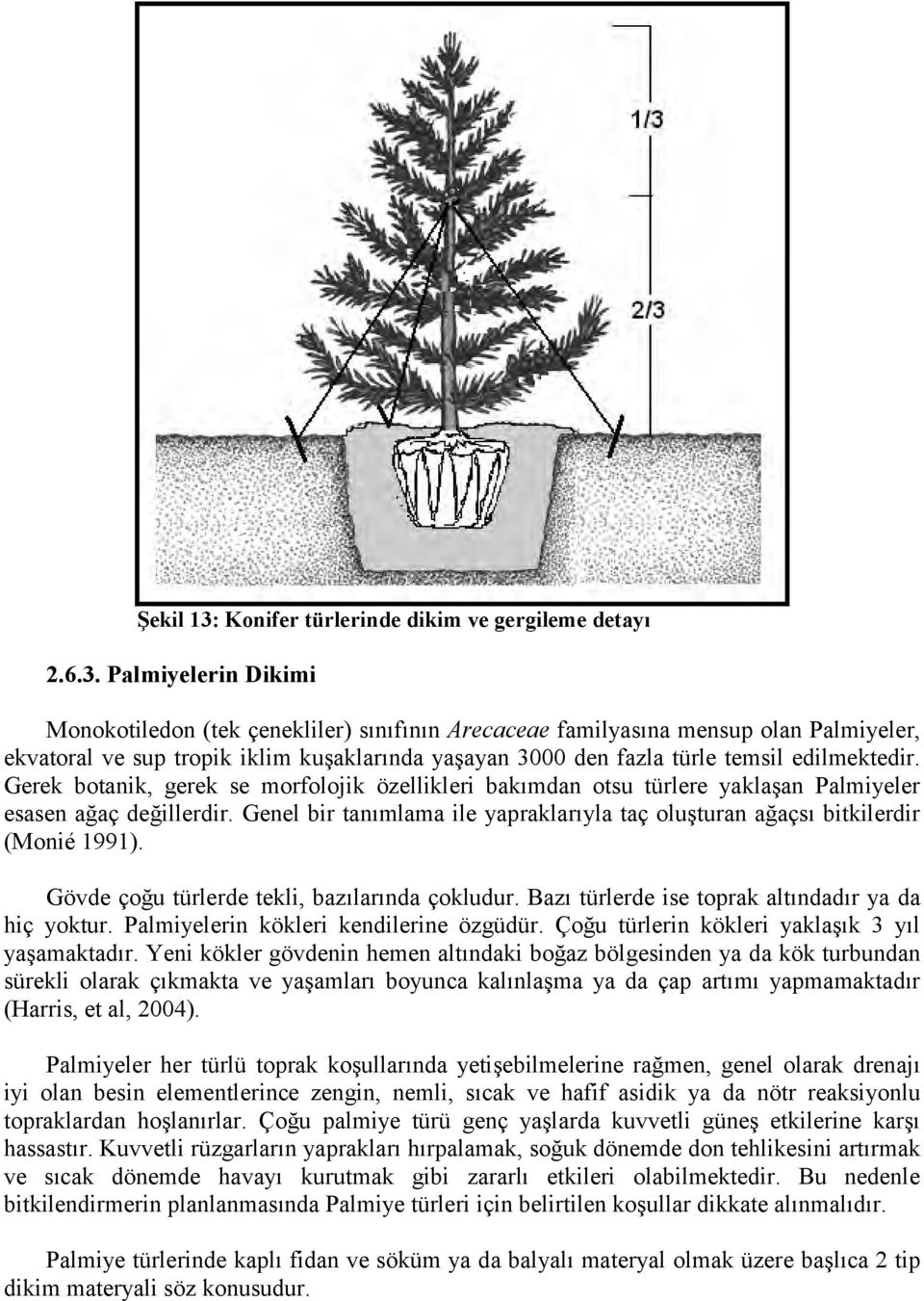 Palmiyelerin Dikimi Monokotiledon (tek çenekliler) sınıfının Arecaceae familyasına mensup olan Palmiyeler, ekvatoral ve sup tropik iklim kuşaklarında yaşayan 3000 den fazla türle temsil edilmektedir.