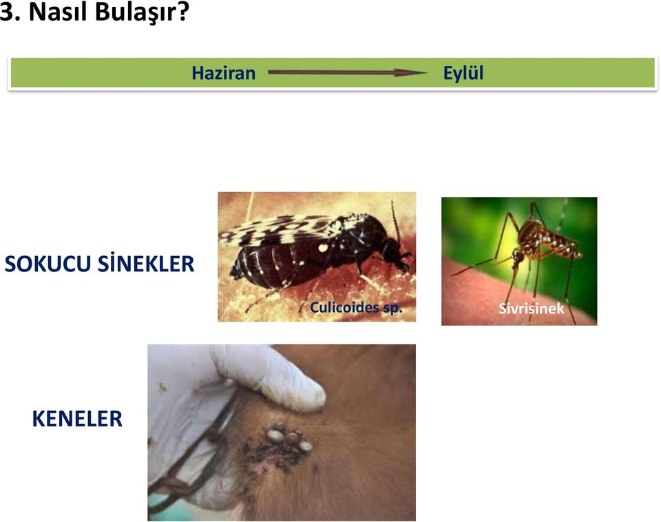 SİNEKLER Culicoides