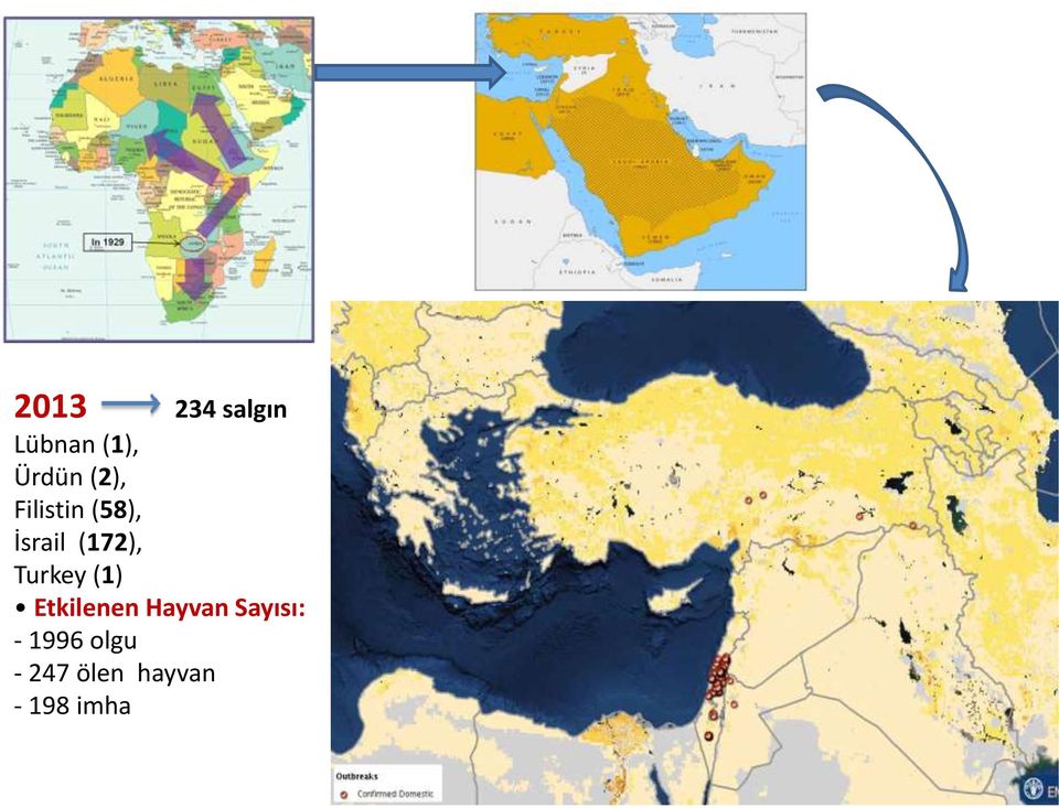 Turkey (1) Etkilenen Hayvan Sayısı: