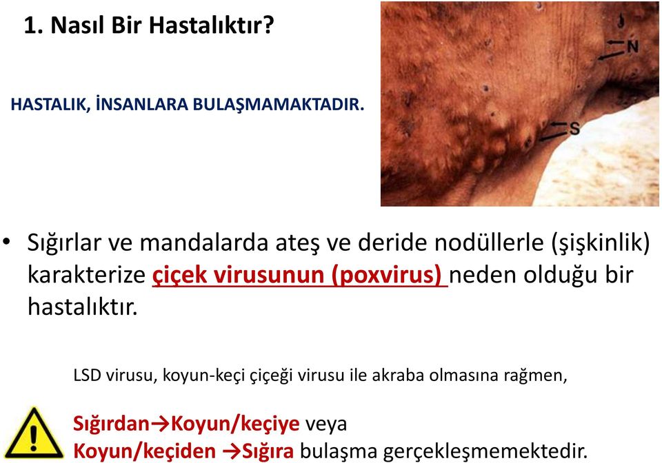 virusunun (poxvirus) neden olduğu bir hastalıktır.