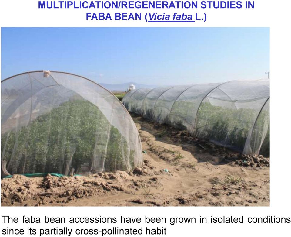 ) The faba bean accessions have been grown