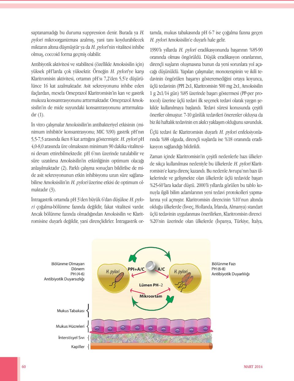 pylori ye karşı Klaritromisin aktivitesi, ortamın ph sı 7,2 den 5,5 e düşürülünce 16 kat azalmaktadır.