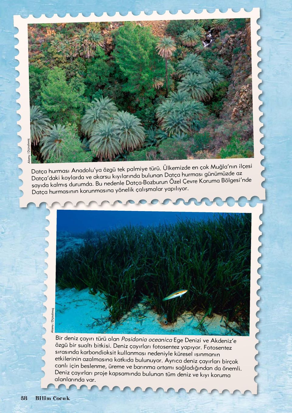 Bir deniz çayırı türü olan Posidonia oceanica Ege Denizi ve Akdeniz e özgü bir sualtı bitkisi. Deniz çayırları fotosentez yapıyor.