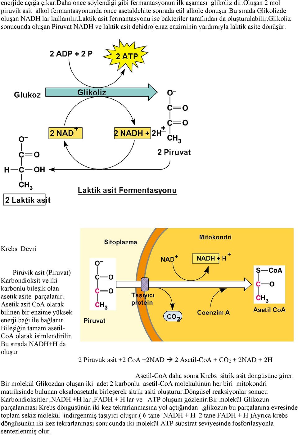 glikoliz sonucunda oluşan Piruvat NADH ve laktik asit dehidrojenaz enziminin yardımıyla laktik asite dönüşür.
