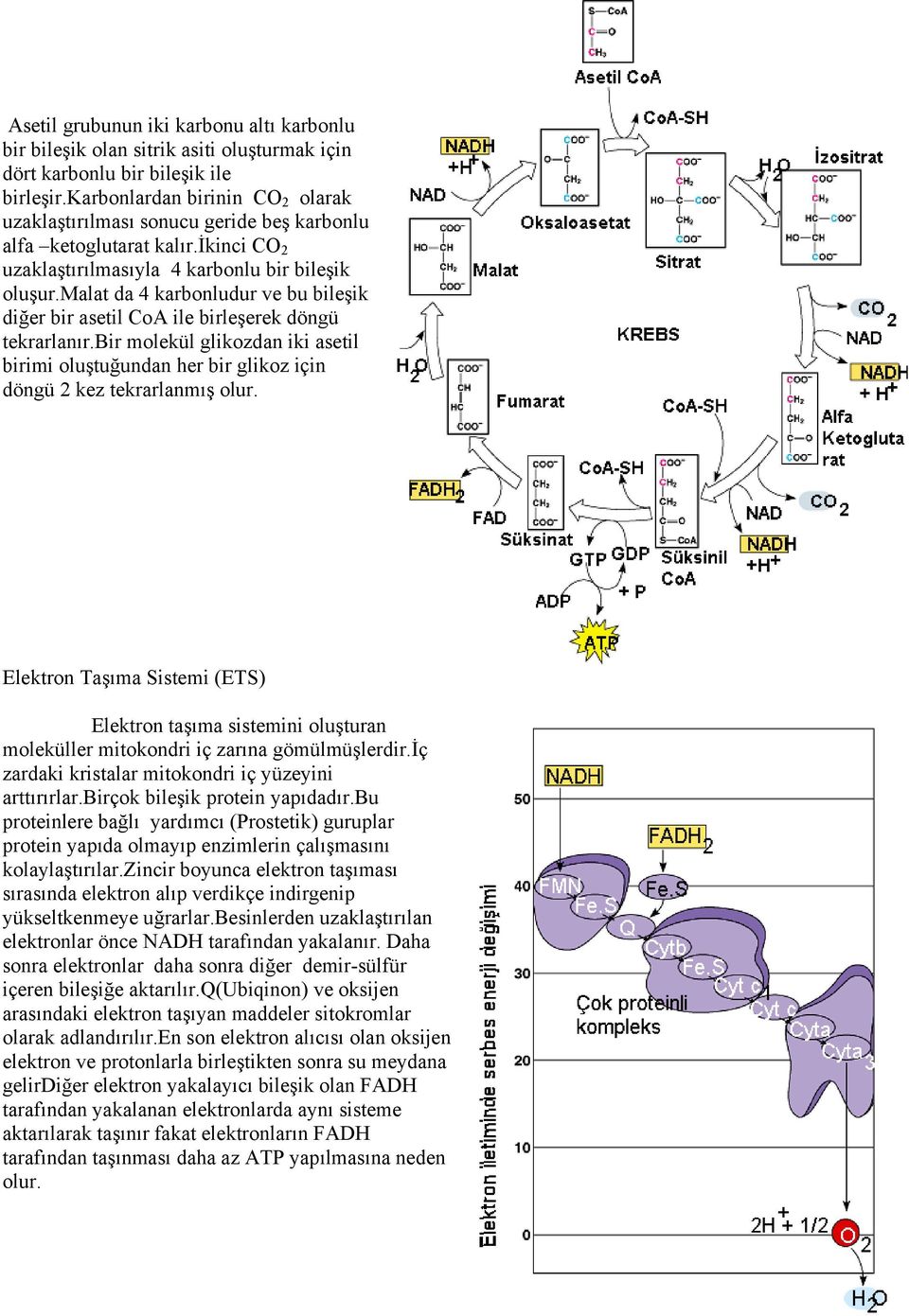 malat da 4 karbonludur ve bu bileşik diğer bir asetil CoA ile birleşerek döngü tekrarlanır.bir molekül glikozdan iki asetil birimi oluştuğundan her bir glikoz için döngü 2 kez tekrarlanmış olur.