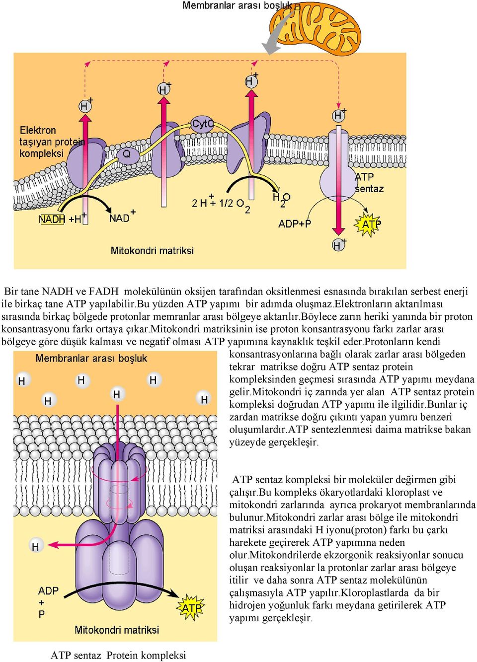 mitokondri matriksinin ise proton konsantrasyonu farkı zarlar arası bölgeye göre düşük kalması ve negatif olması ATP yapımına kaynaklık teşkil eder.