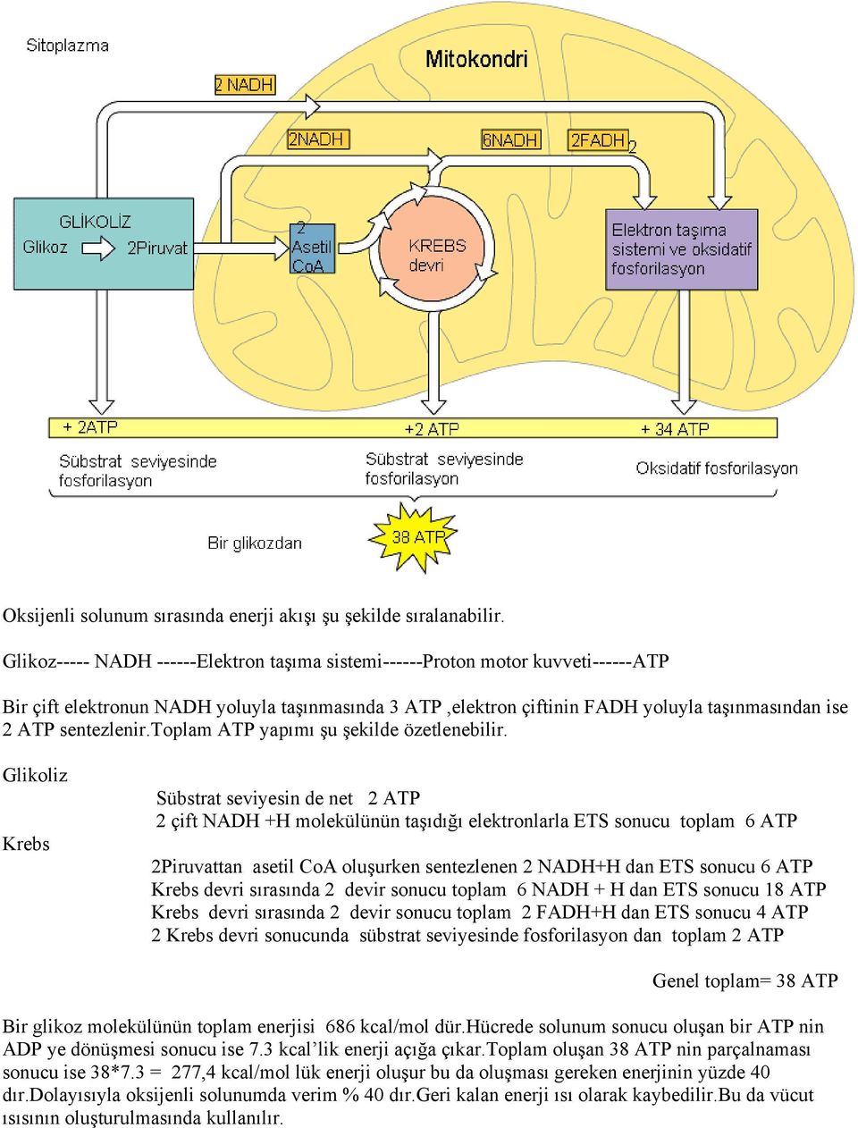 sentezlenir.toplam ATP yapımı şu şekilde özetlenebilir.