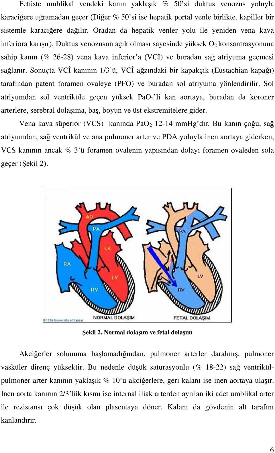 Duktus venozusun açık olması sayesinde yüksek O 2 konsantrasyonuna sahip kanın (% 26-28) vena kava inferior a (VCİ) ve buradan sağ atriyuma geçmesi sağlanır.