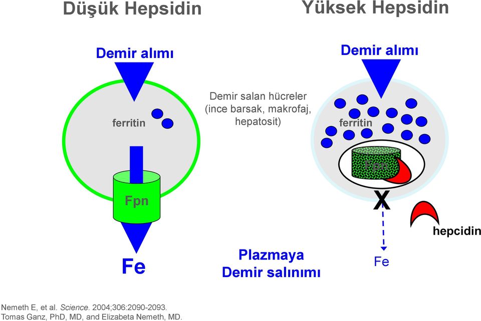 Fpn Fe Plazmaya Demir salınımı Fpn X Fe hepcidin Nemeth E, et al.