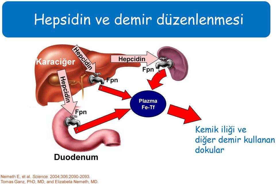 demir kullanan dokular Nemeth E, et al. Science.