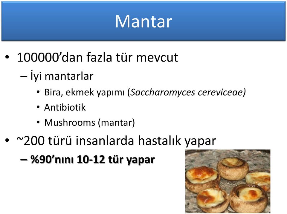 cereviceae) Antibiotik Mushrooms (mantar) ~200